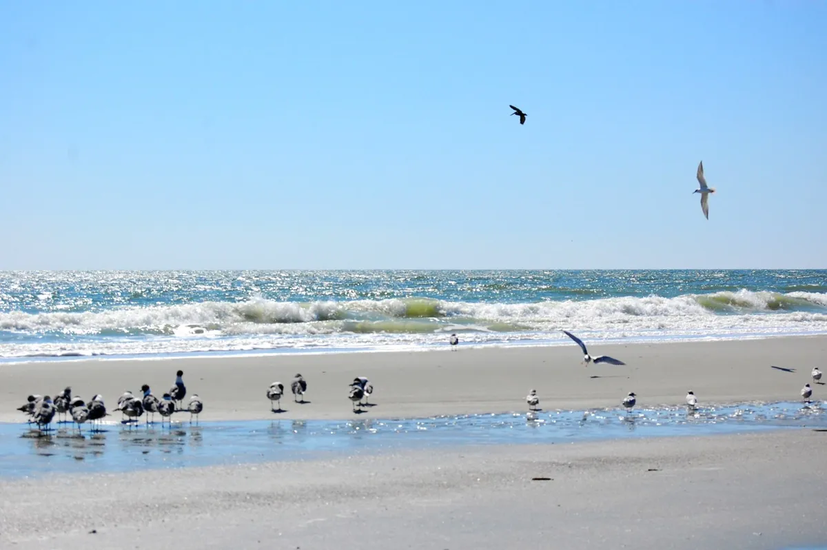 A wide, serene view of Myrtle Beach's sandy shoreline with gentle waves rolling in, seagulls flying overhead, and a big sky stretching above. The untouched beach invites families to build sandcastles, take walks, and swim in the ocean.
